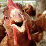 3/9 Burgess Hardware Flock Swap Benton, TN